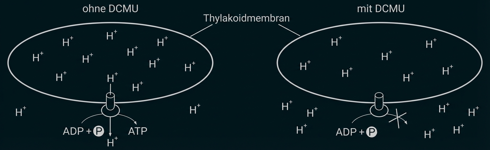 Schematische Darstellung Thylakoidmembran mit Protonen und ATP-Synthase; links ohne DCMU, rechts mit DCMU blockiert